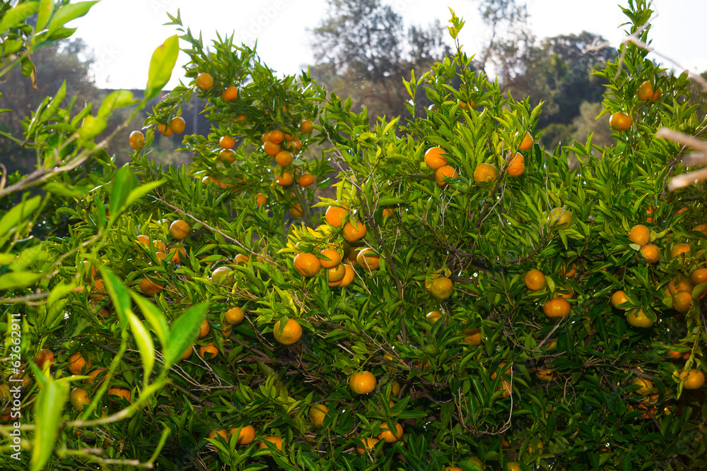 Fresh ripe tangerines on the trees.