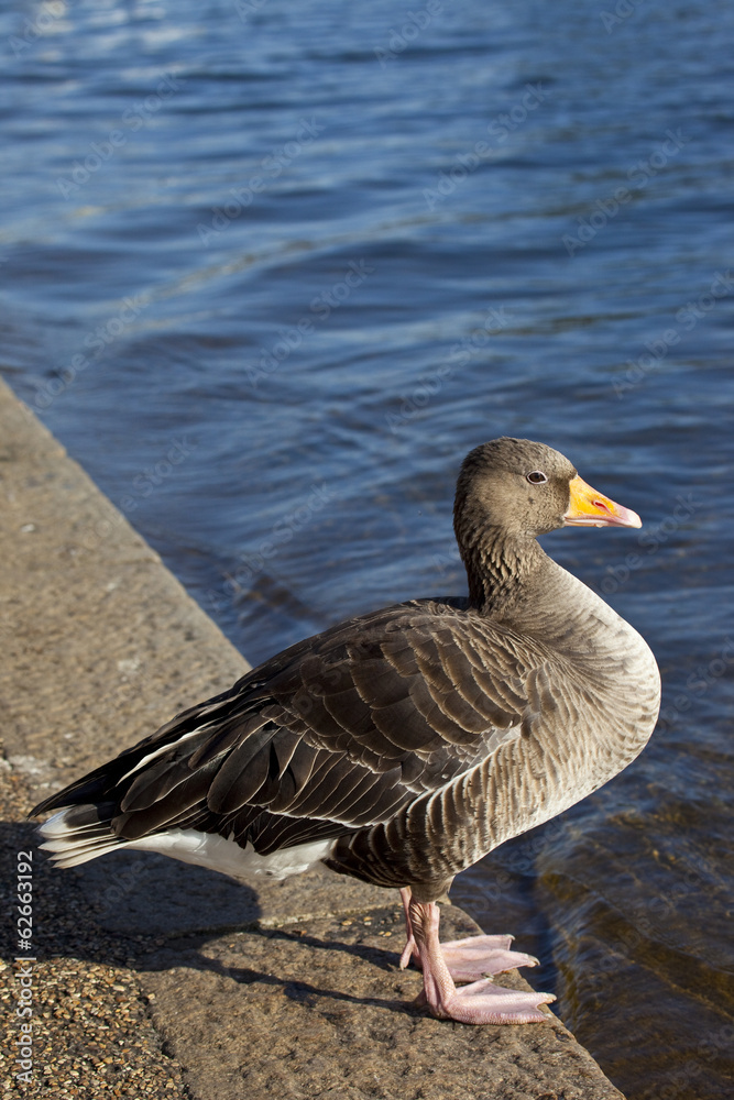 Duck in Hyde Park Duck in Hyde Park