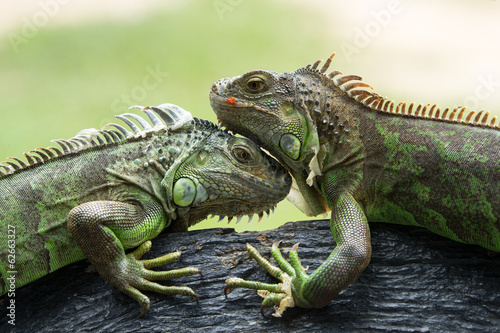 iguana © Pakhnyushchyy