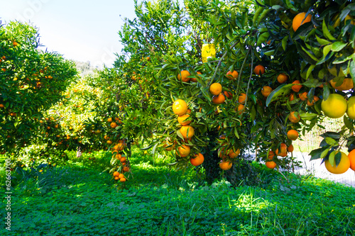 Fresh ripe oranges on the trees.