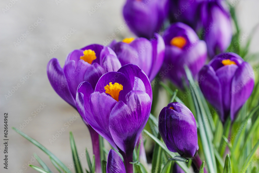 Beautiful violet crocuses on grey background. Copy space Beautiful violet crocuses on grey background. Copy space