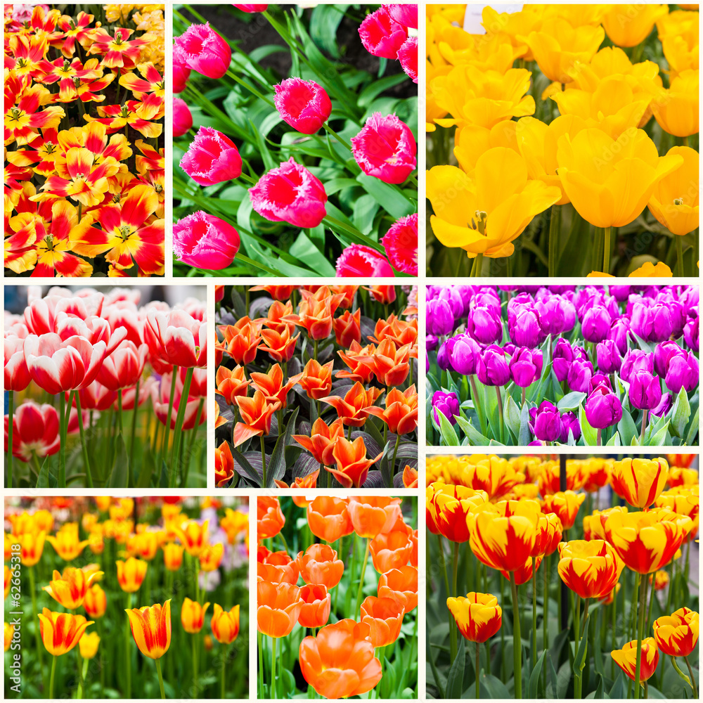Obraz premium Beautiful spring flowers.