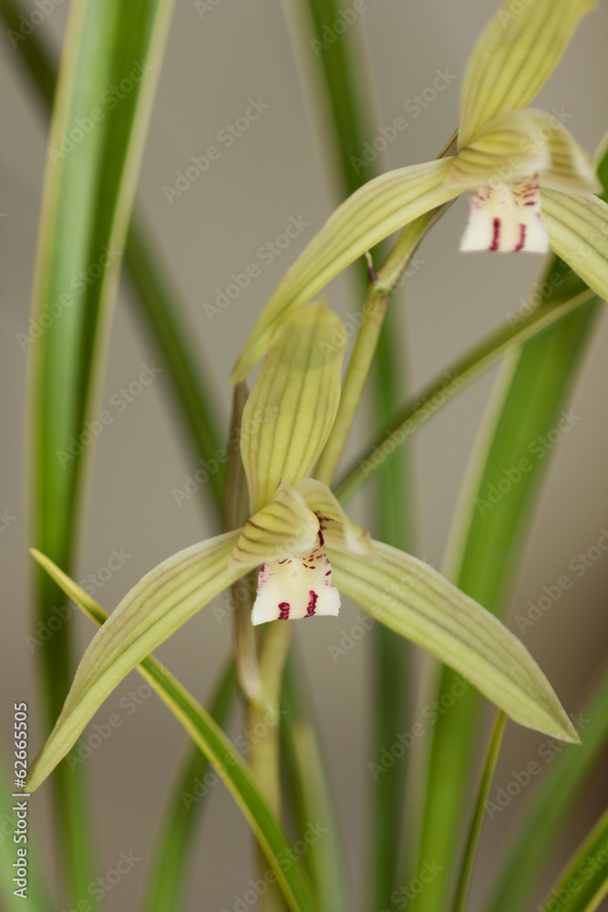 Fototapeta premium 東洋ラン