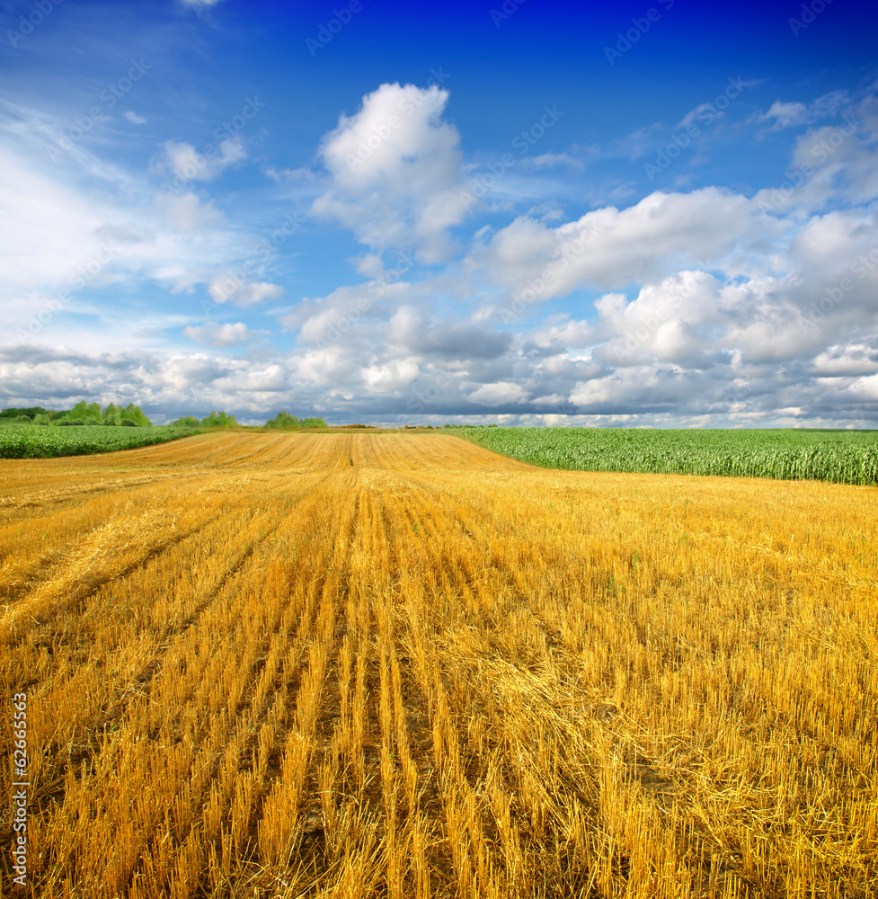 Agriculture. Stubble field after cutting grain