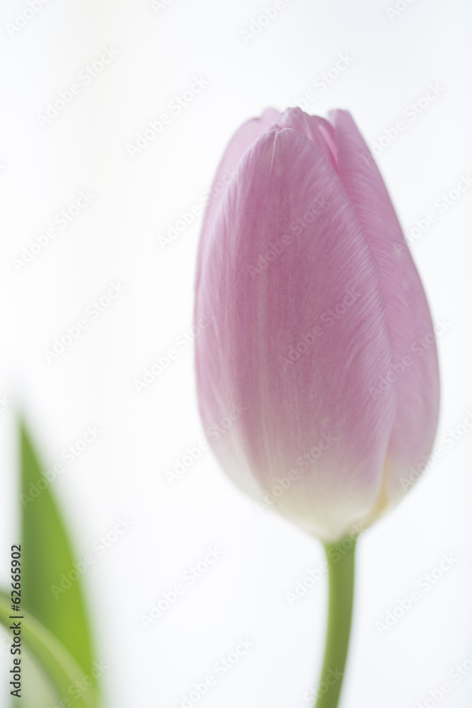 Fototapeta premium チューリップ