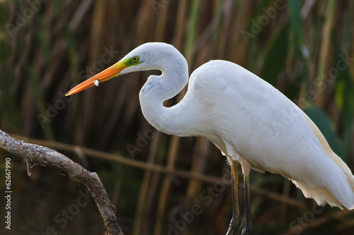 Fotografie great white egret