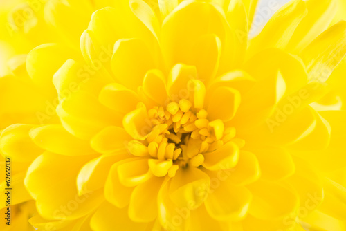 yellow flower aster, daisy