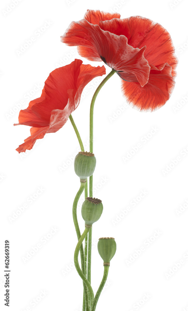 Fototapeta premium poppy