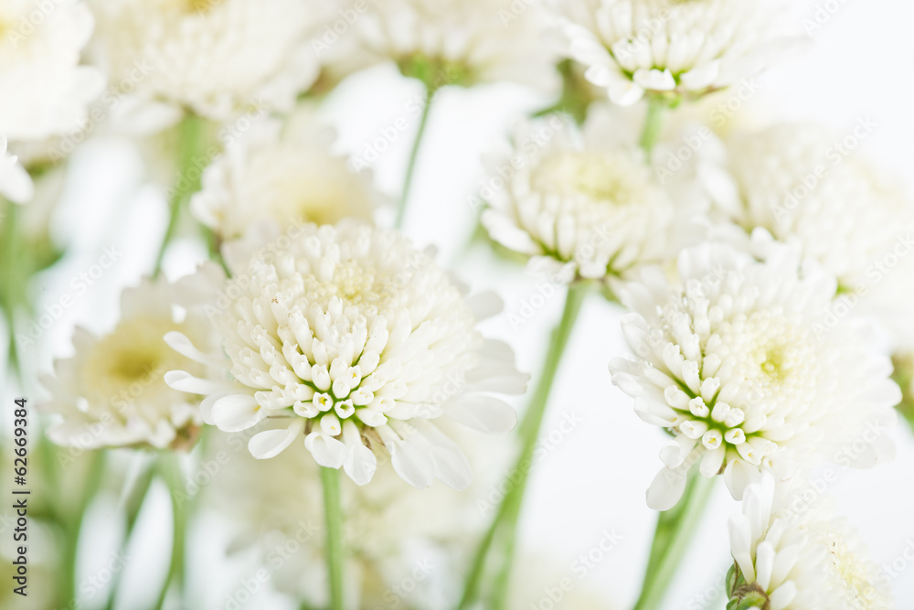 Bouquet of chrysanthemums Bouquet of chrysanthemums