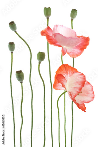 Fototapeta Naklejka Na Ścianę i Meble -  poppy