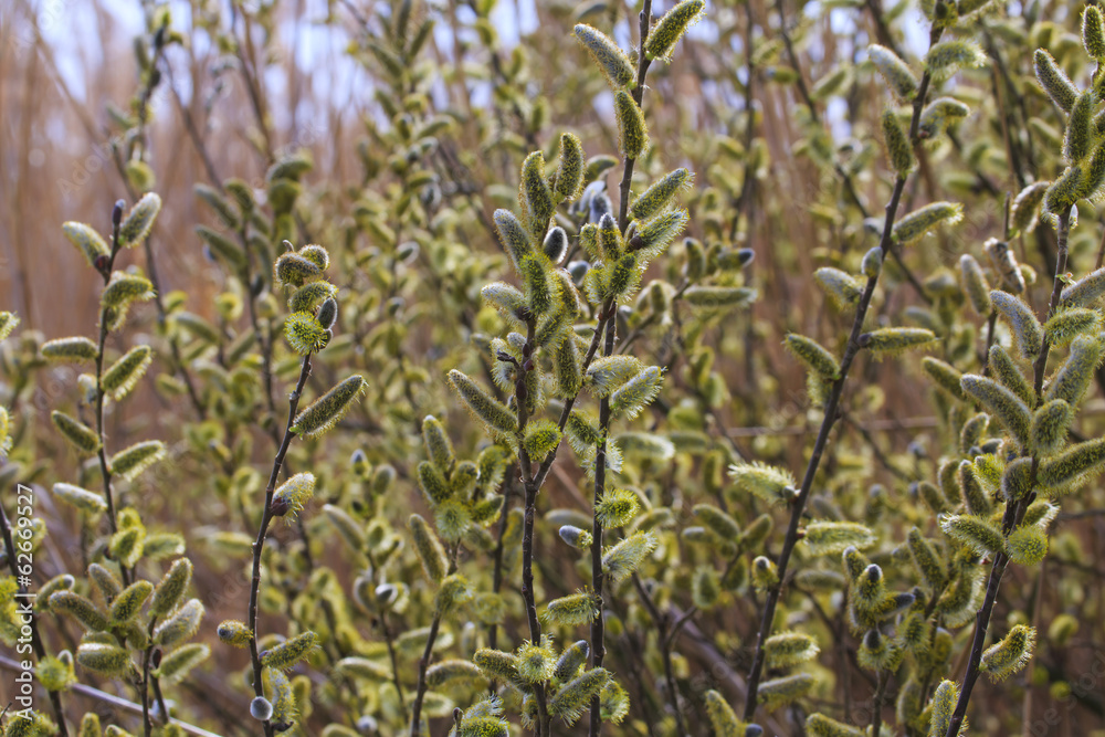 custom made wallpaper toronto digitalWillow tree, Salix, blooms in spring