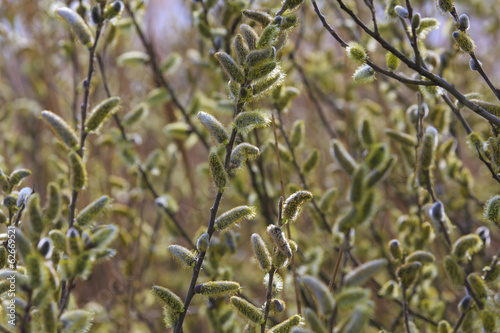 Willow tree  Salix  blooms in spring