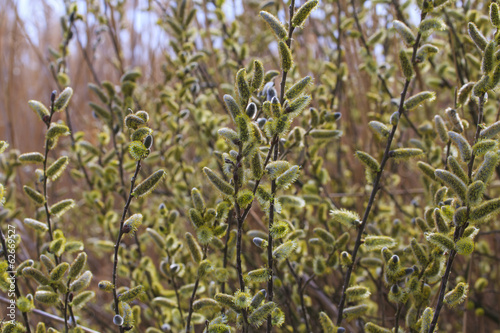 Wallpaper Mural Willow tree, Salix, blooms in spring Torontodigital.ca