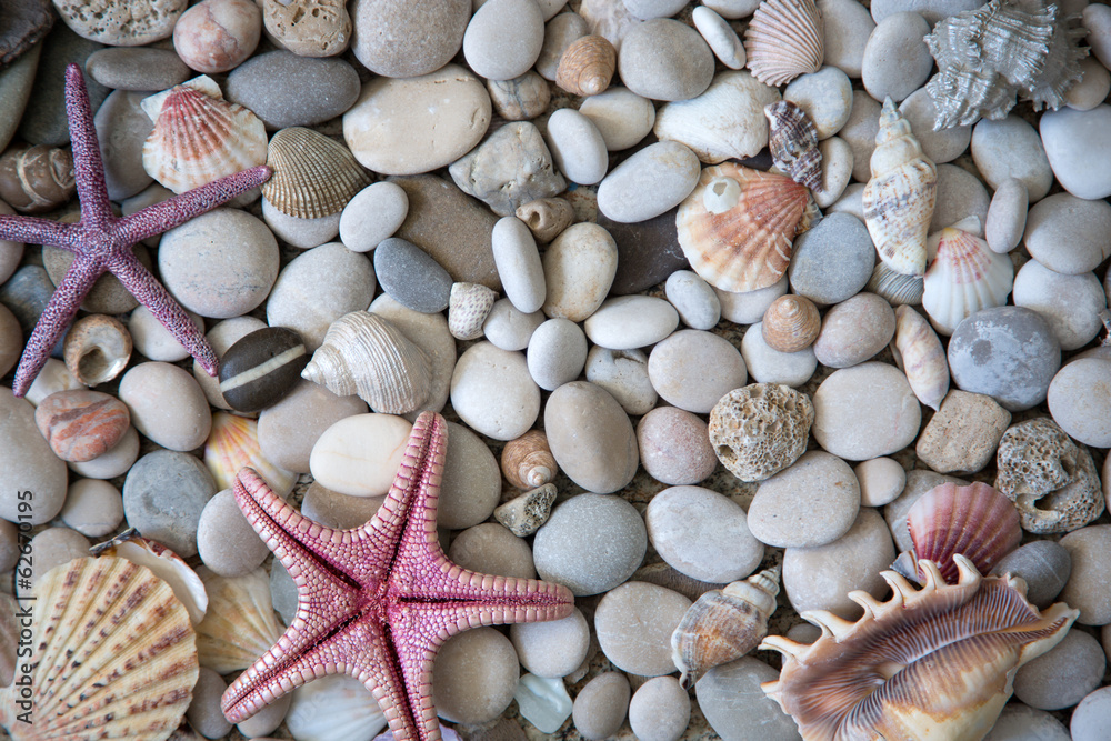 Beautiful exotic shell and stones