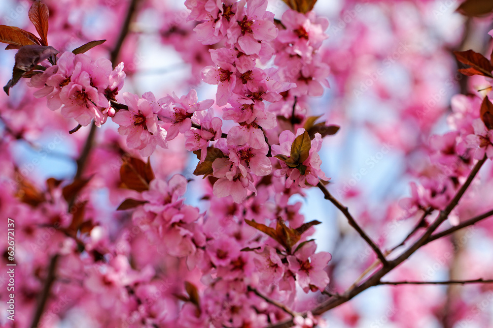 Obraz premium Japanese cherry