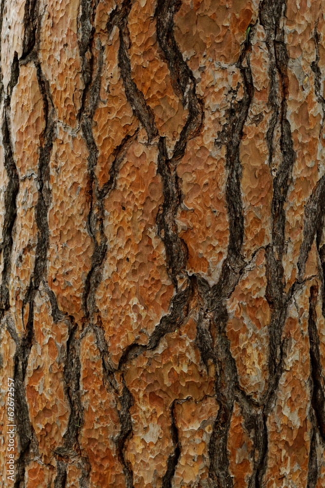 Obraz premium Tall tree