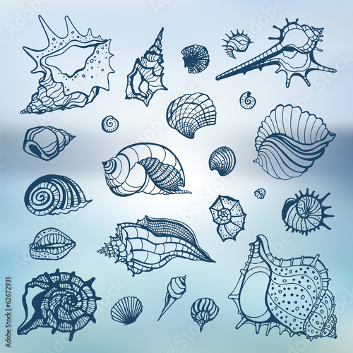 Sea shells set.  Blurred background.