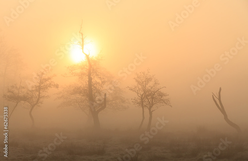Rural landscape on a foggy spring morning.