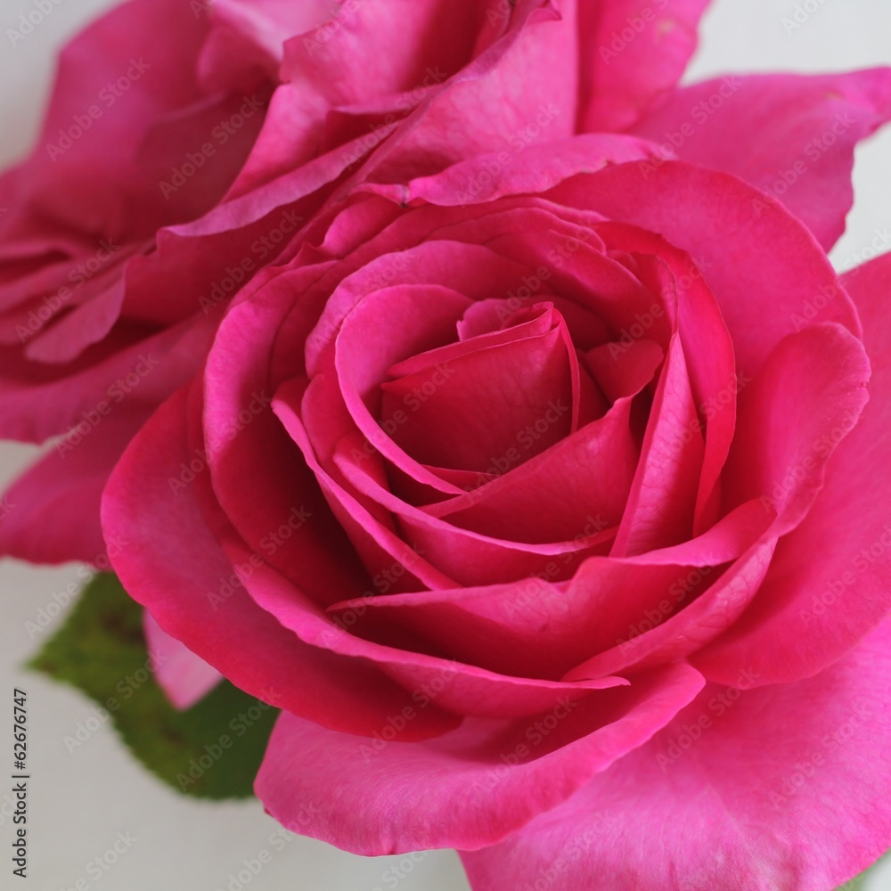 Rose Rose