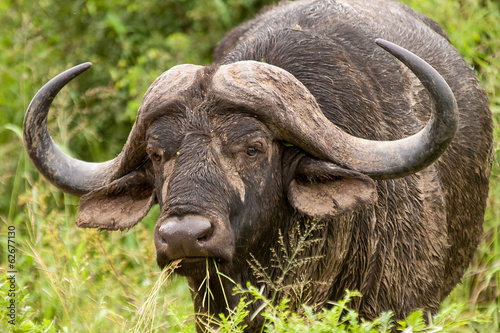 African buffalo in the bushveld, South Africa