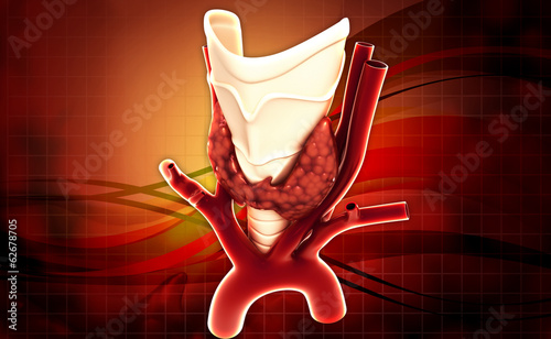 Endocrine parathyroid gland