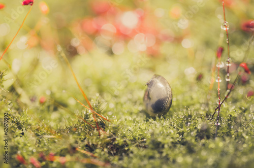 Snails and moss