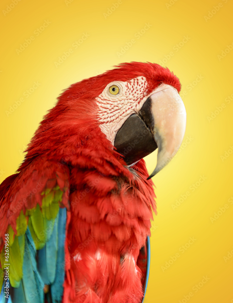 Fototapeta premium Parrot Red Blue Macaw