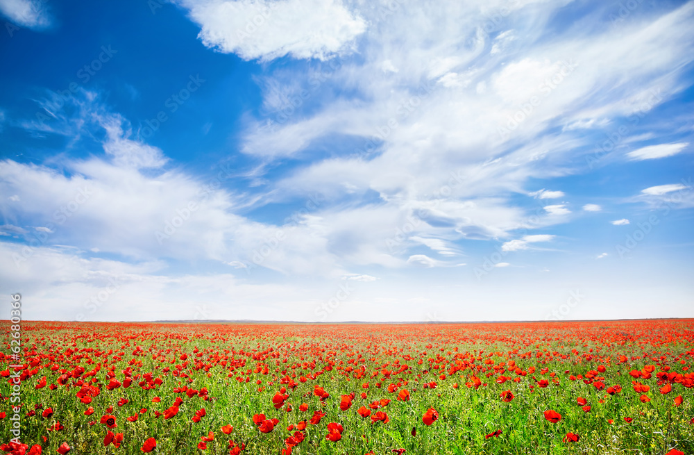 Poppy flowers field