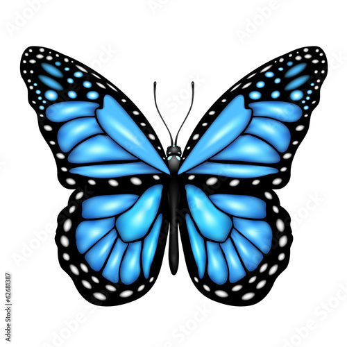 Blue butterfly