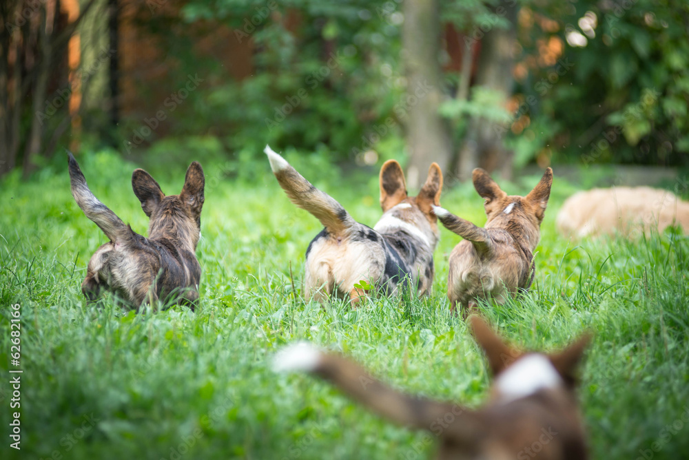 Three Cardigan Welsh Corgi Puppies are running away Three Cardigan Welsh Corgi Puppies are running away