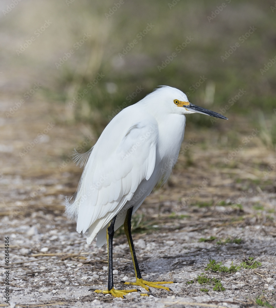 Snowy Egret Snowy Egret