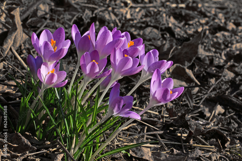 Krokus Krokus