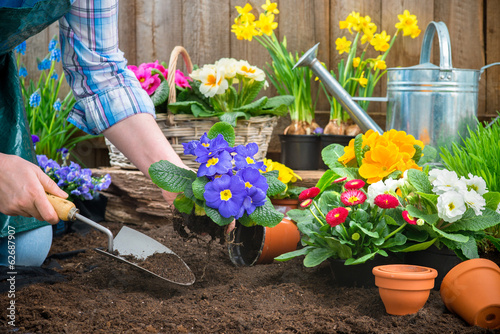 Gardener planting flowers