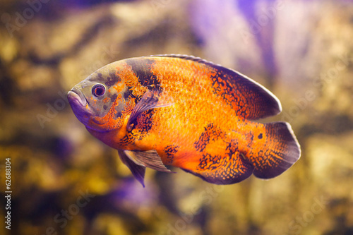 Photography Astronotus ocellatus (Tiger), big fresh-water fish