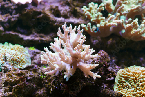 Colorful coral in  aquarium