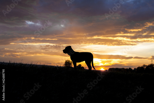 Cane corso in sunset