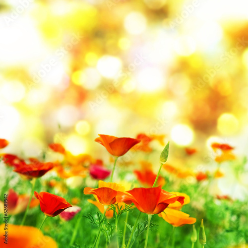 Fototapeta Naklejka Na Ścianę i Meble -  California poppy, golden poppy. Summer background.