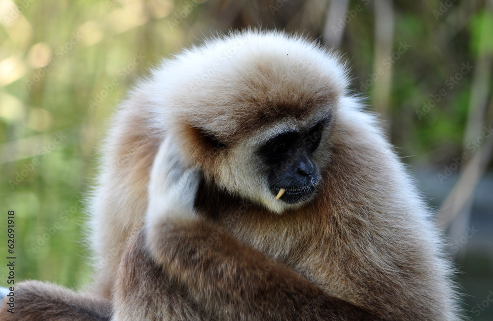 Obraz premium Monkey - Gibbon