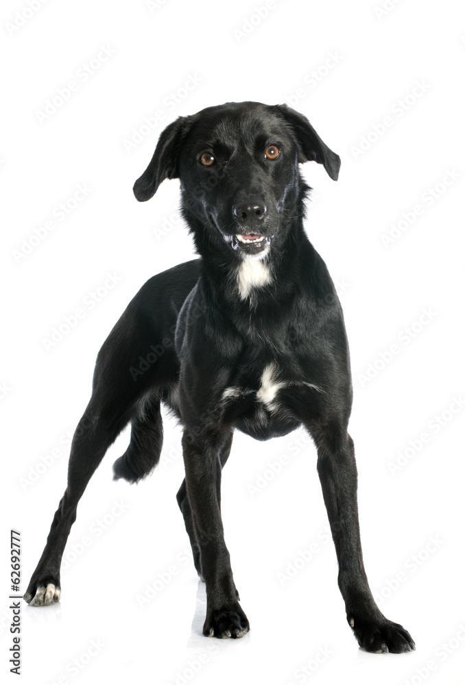 Naklejka premium crossbred labrador