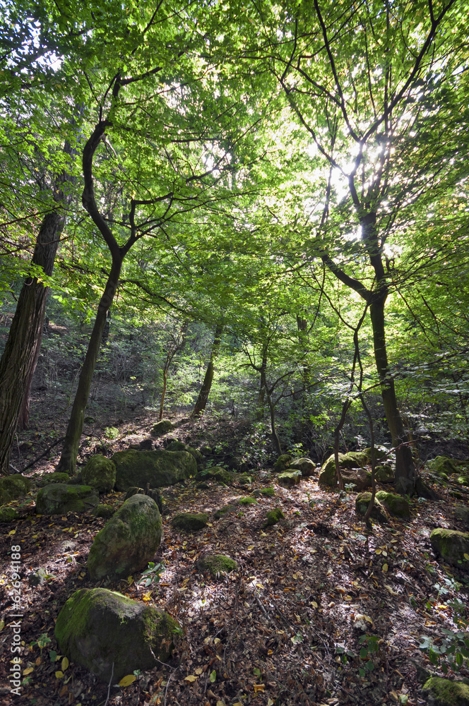 Morning forest with moorland vertical Morning forest with moorland vertical