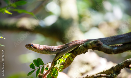 Snake hiding in the bushes 