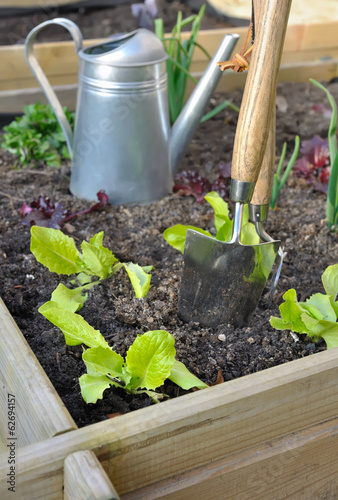 jeunes pousses de salade dans carré potager