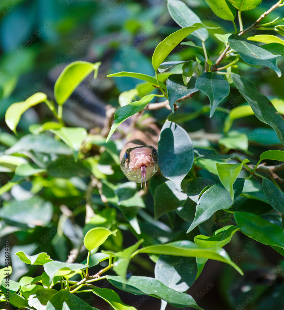Fototapeta premium Snake hiding in the bushes 