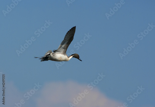 Pintail Duck in flight