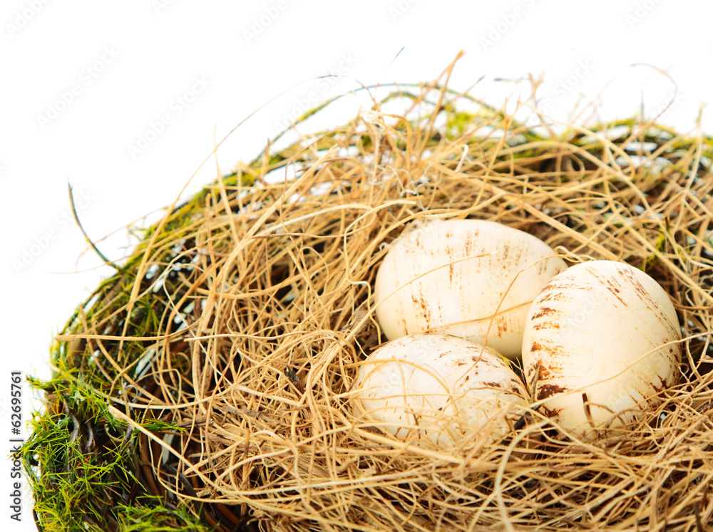 Fototapeta premium The nest