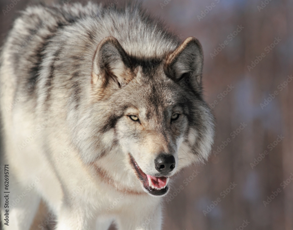 Naklejka premium de face