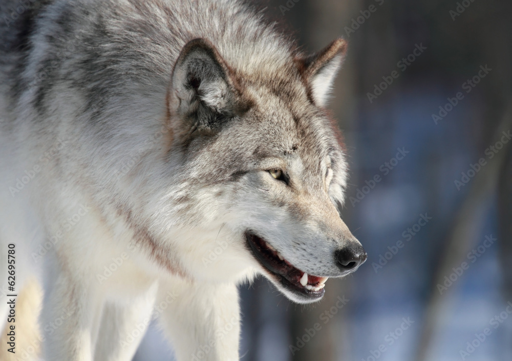 Fototapeta premium portrait loup gris