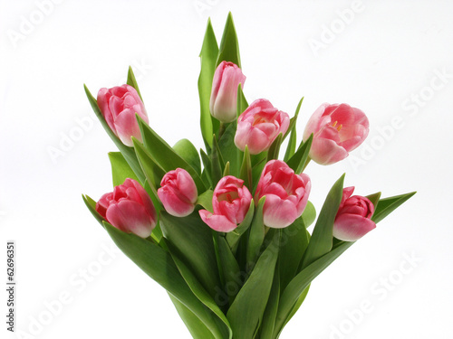 Pink tulips bouquet isolated on white background