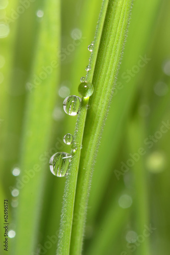 Dew drops on green grass. Macro