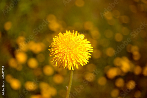 Yellow dandelion